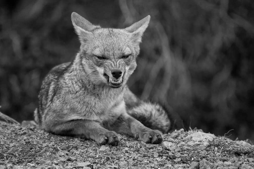 La historia del&nbsp;zorro