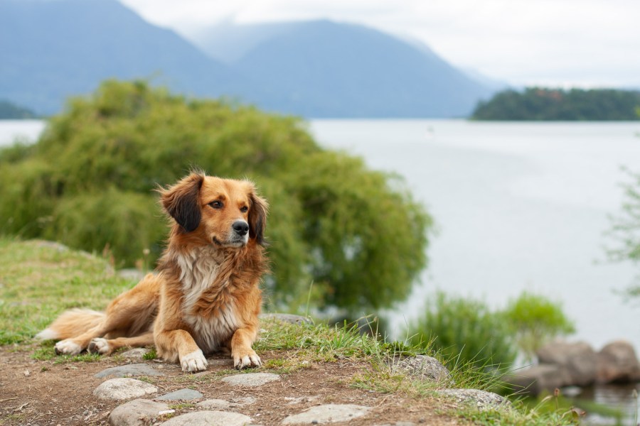 Un perro acostado junto al lago en Panguipulli.