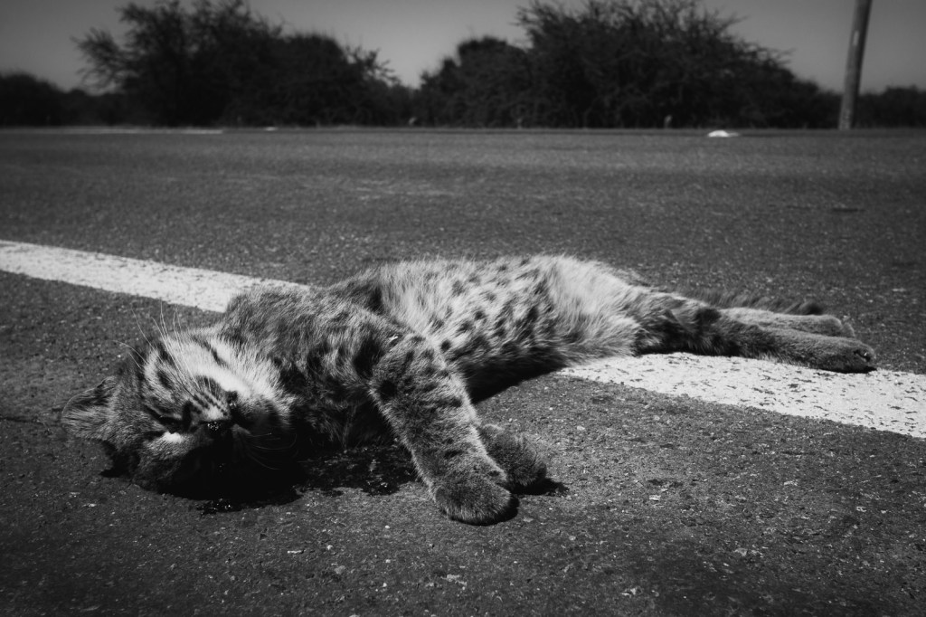 El costo (casi) invisible de nuestros&nbsp;caminos