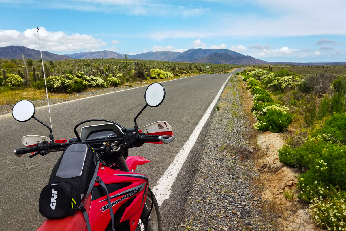 Canela — Entre cactus y flores sopla el viento