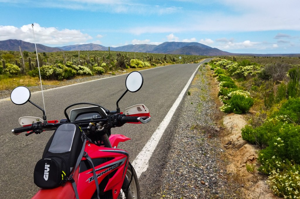 Canela — Entre cactus y flores sopla el&nbsp;viento