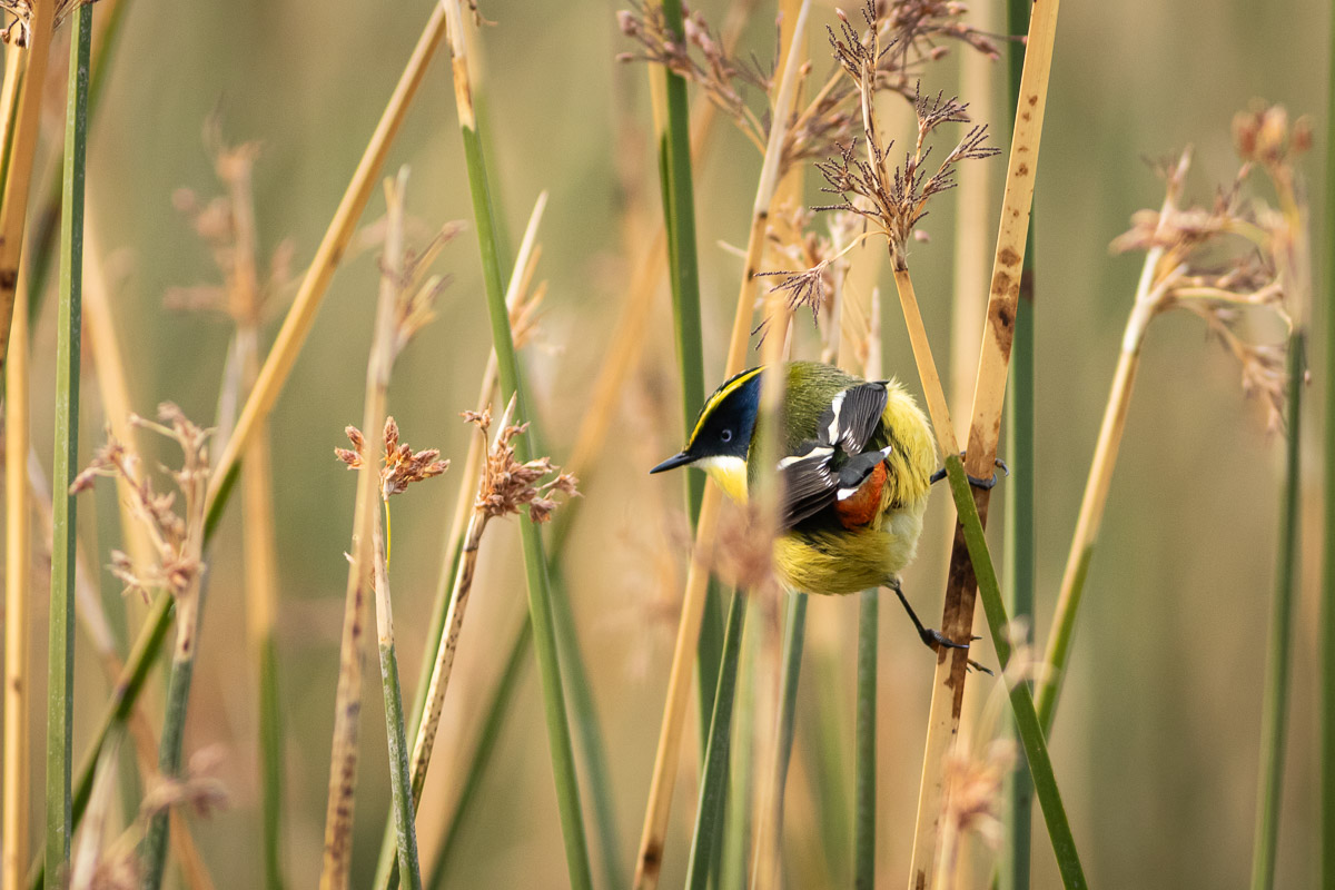 Global Big Day 2024 — Batuco y Mantagua
