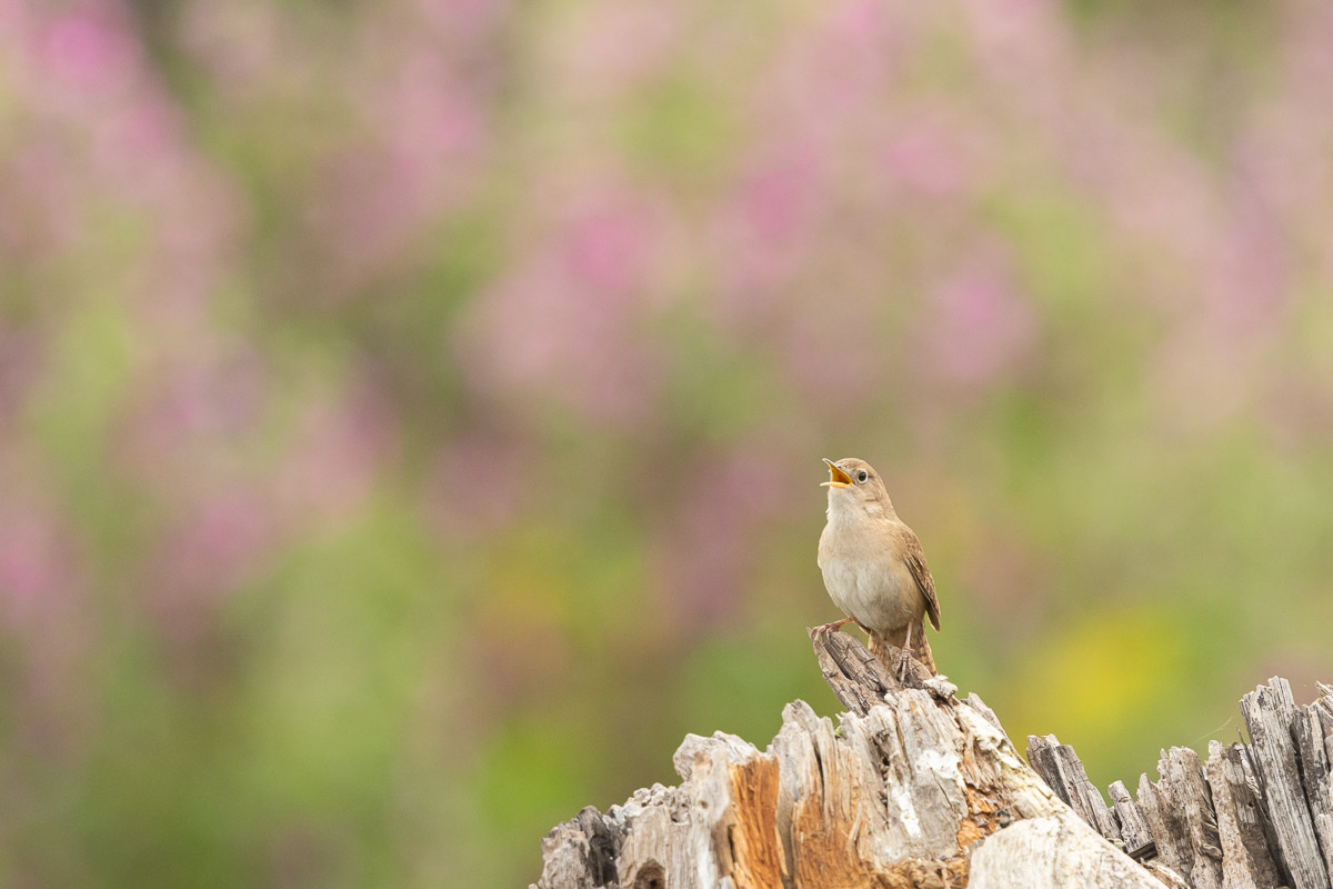 October Big Day 2024 — Santo Domingo y Batuco