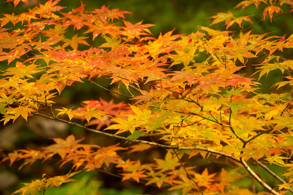 Japón 2024 II:&nbsp;Hokkaidō