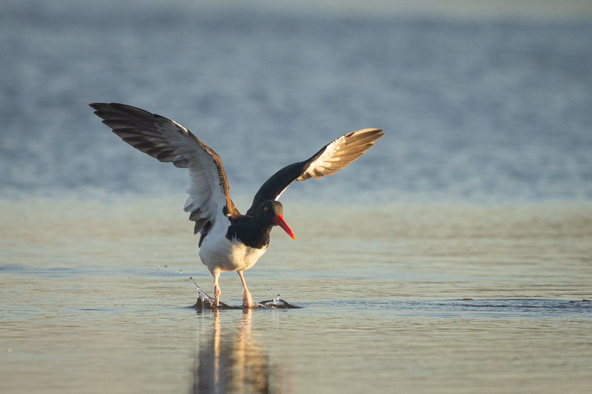 Global Big Day 2025 — Batuco y Mantagua