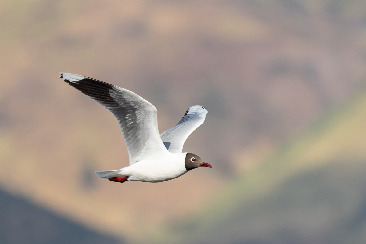 October Big Day 2025 — Batuco, Valle Nevado y Farellones