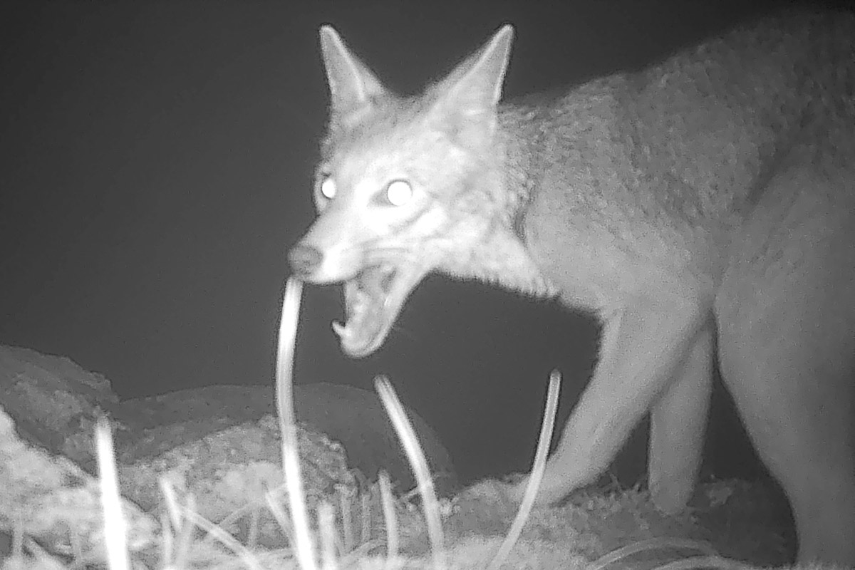 ¡Nuevos artilugios para registrar fauna!