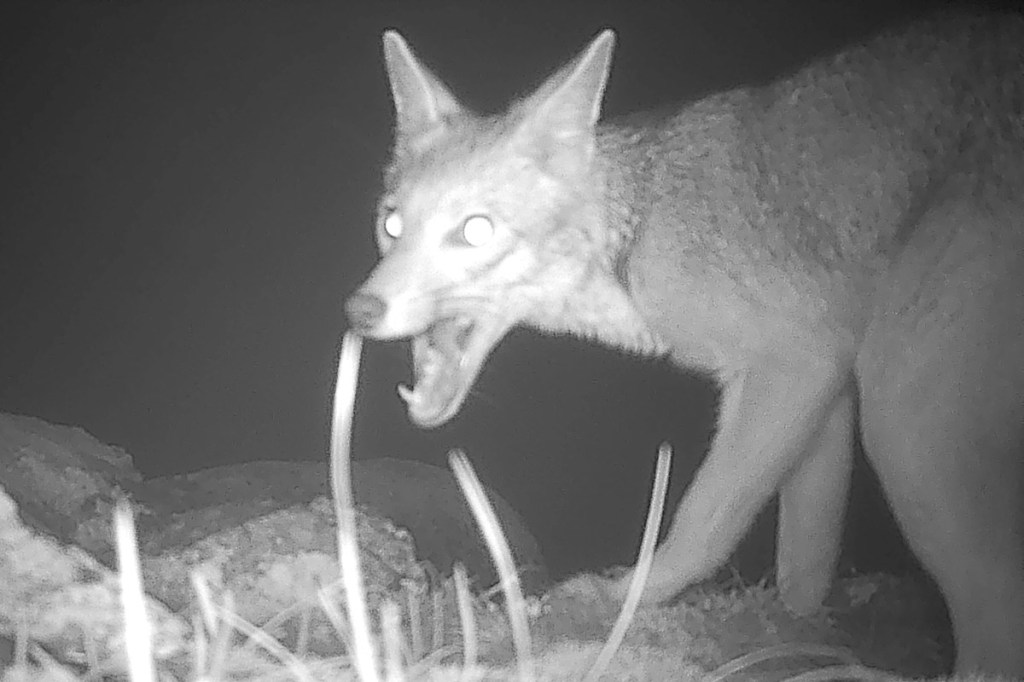 ¡Nuevos artilugios para registrar fauna!